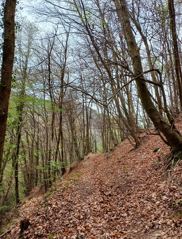 Ruscello tra rocce e vegetazione rigogliosa nel castagneto del Piccola Valle – Valley Resort